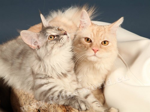 maine_coon_9 (Race)